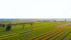 Sản xuất tinh dầu - cánh đồng sả chanh Gò Công