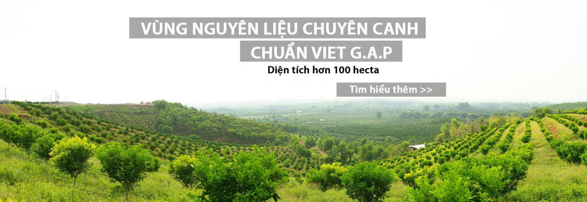 Vùng nguyên liệu chuyên canh 100 hecta