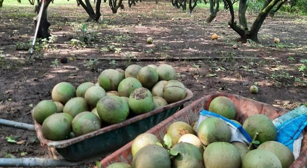 Bưởi da xanh nguyên liệu để sản xuất tinh dầu Bưởi da xanh nguyên liệu để sản xuất tinh dầu
